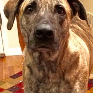 Meet your Posher, Shannon